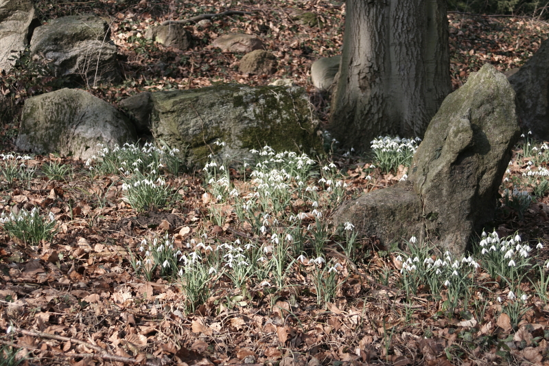Schneeglöckchen auf Burg Schlitz - Schneeglöckchen (Galanthus)